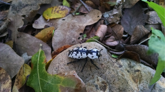 Inspired by the ironclad beetle, a new bendable titanium alloy suspension system is looking to help protect future military vehicles from explosive impa