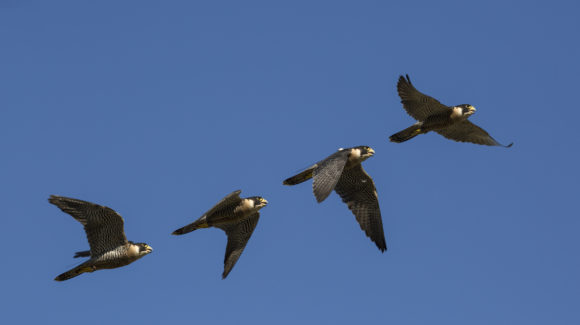 BAE Systems and City, University of London have been researching how it flies and how this could be developed into new technologies for aircraft.