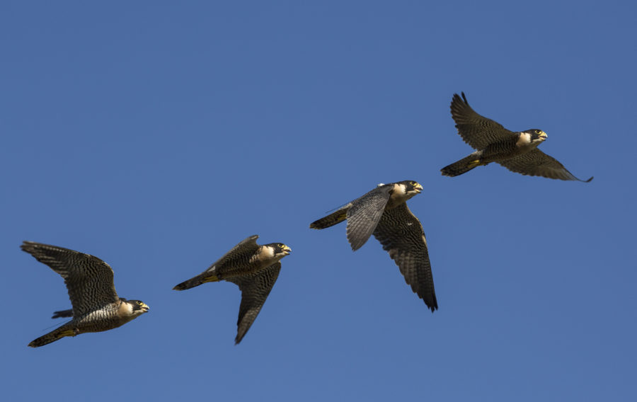 BAE Systems and City, University of London have been researching how it flies and how this could be developed into new technologies for aircraft.