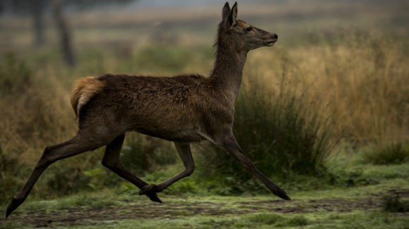 Norfolk-based NBC Environment has been awarded an MOD contract for the management of wildlife on six RAF bases.