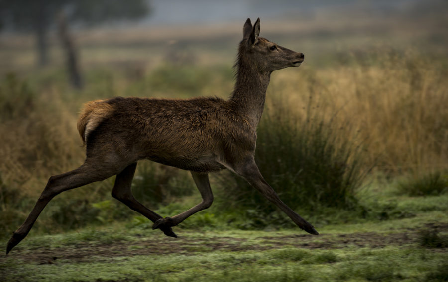 Norfolk-based NBC Environment has been awarded an MOD contract for the management of wildlife on six RAF bases.