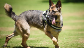New police dog joins the MOD Police at Dstl