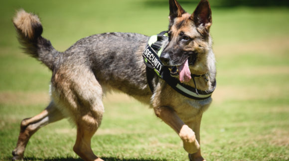 New police dog joins the MOD Police at Dstl