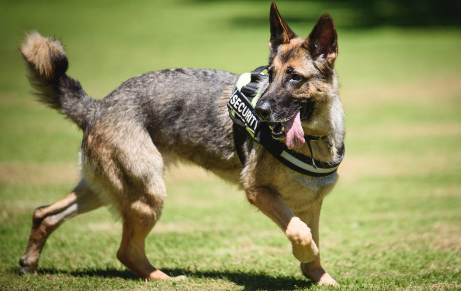 New police dog joins the MOD Police at Dstl