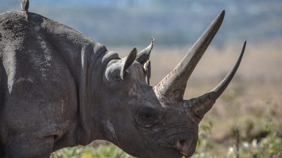 Counter-poaching troops help with transport of Black Rhino in Malawi