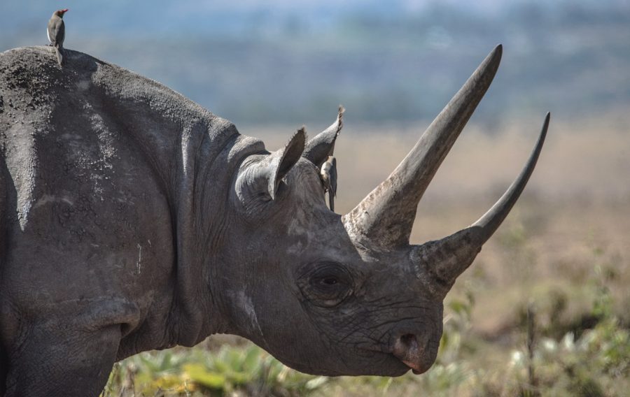 Counter-poaching troops help with transport of Black Rhino in Malawi