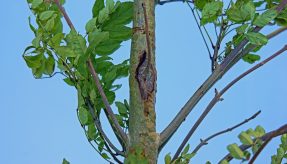 Tree-Felling