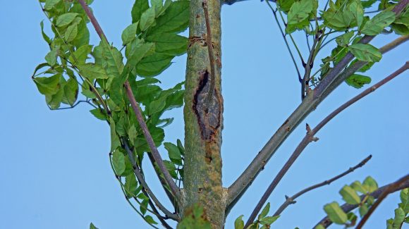 Tree-Felling