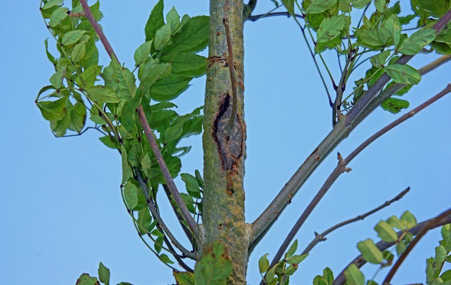 Tree-Felling