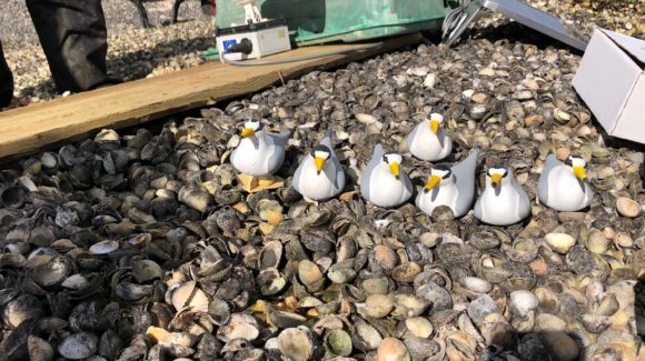 QinetiQ: Supporting environmental work at MOD Shoeburyness