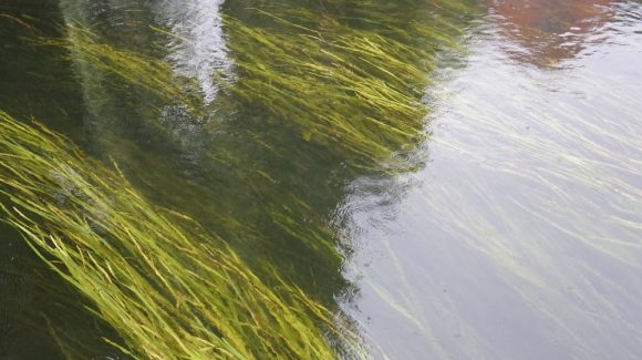 Pioneering river restoration project completed on military land in Wiltshire