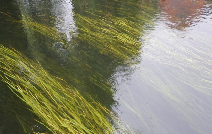 Pioneering river restoration project completed on military land in Wiltshire