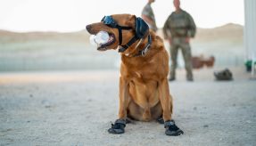 Defence, Equipment and Support (DE&S), the procurement arm of the UK Ministry of Defence (MOD) has awarded a new contract for a ‘canine catalogue’ to support and train its pack of more than 500 military working dogs.